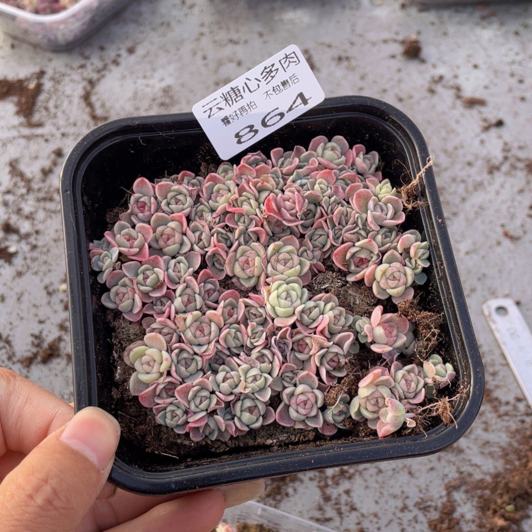 云糖心多肉植物864