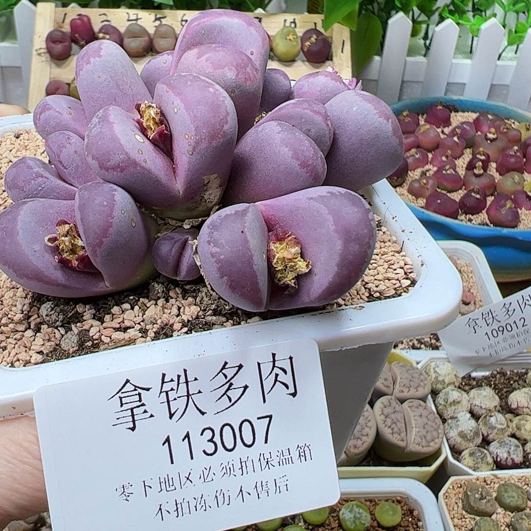 如*113007/拿铁多肉植物馆