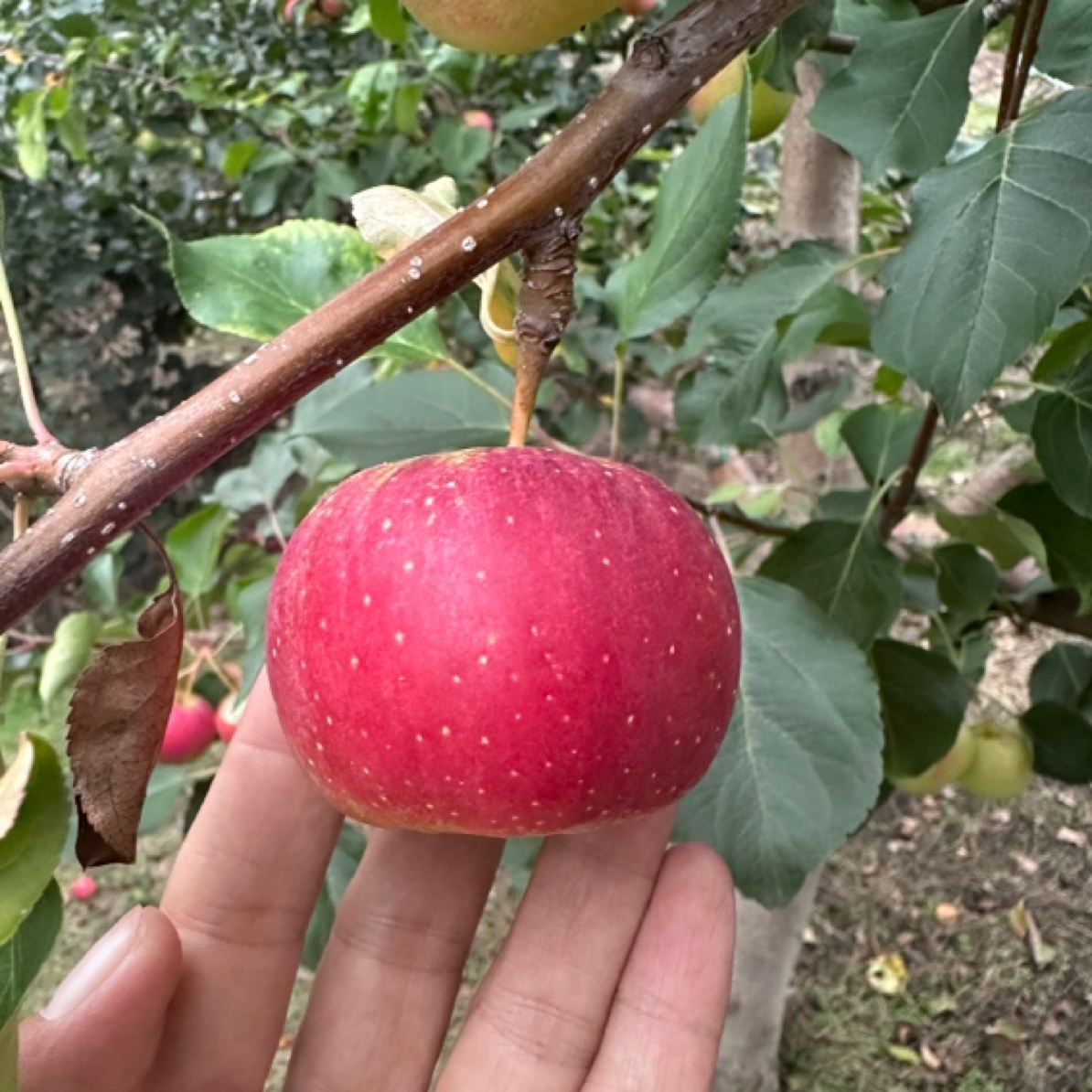 东北吉林永吉头茬龙丰果脆甜多汁新鲜现摘水果