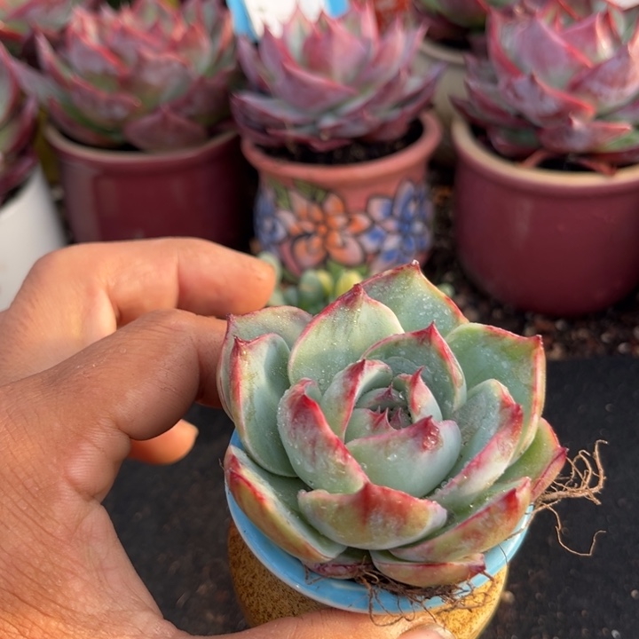 惊鸿一瞥多肉植物