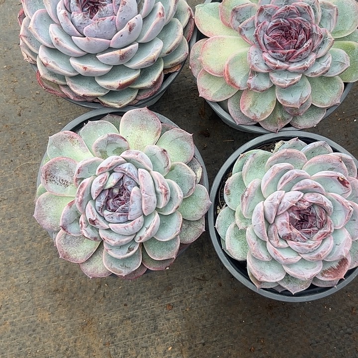 苹***仔1503四颗55588888