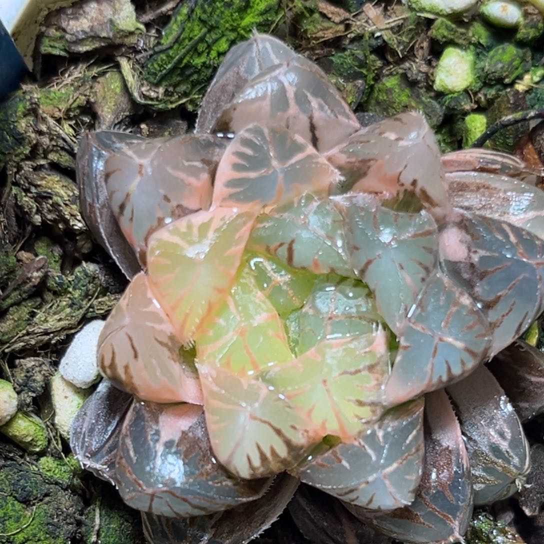 恭喜发财大吉大利805