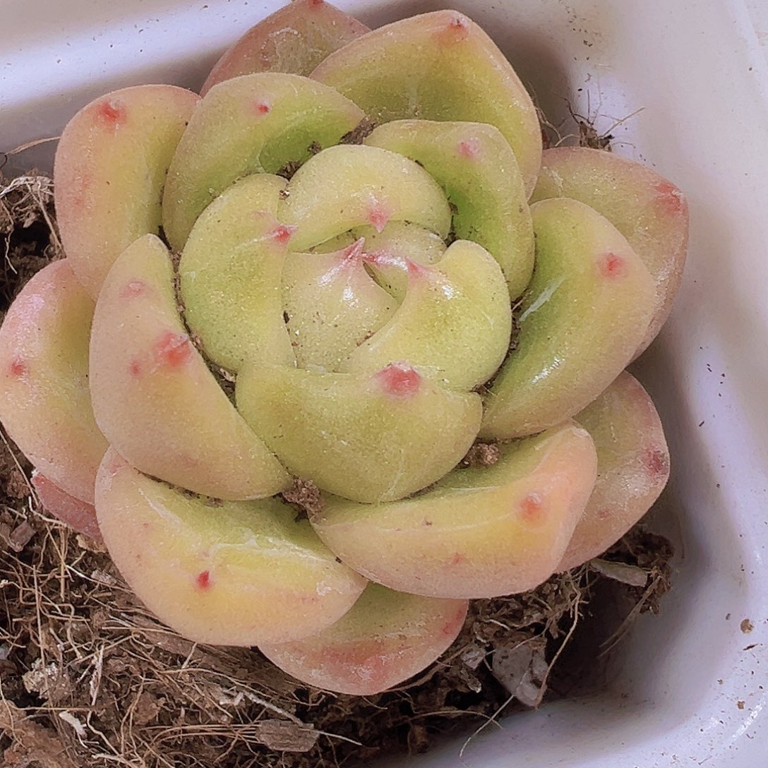 碧玉珍妮19包邮多肉植物