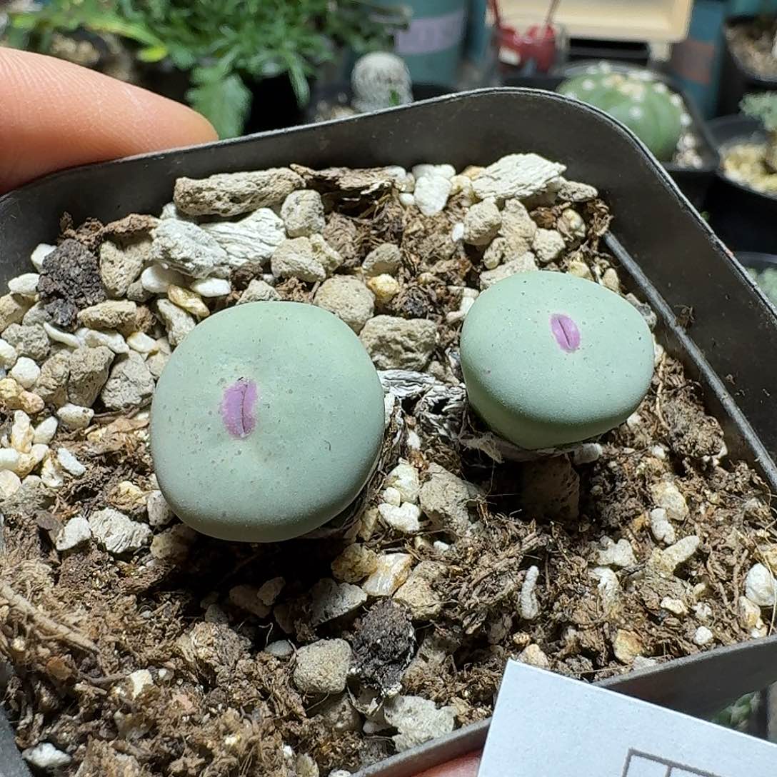 101大型红嘴脱土发货