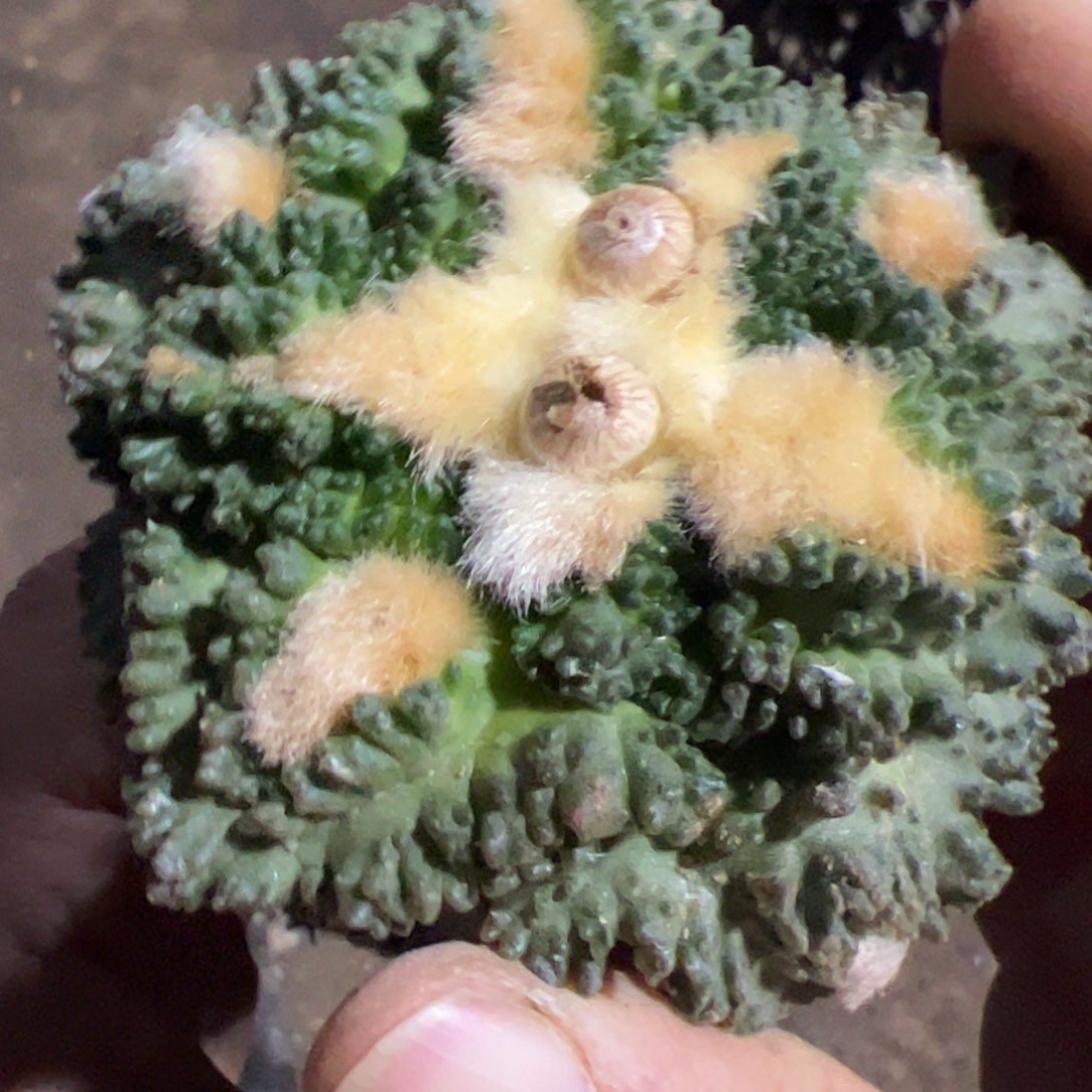 福利隔尤哥斯拉牡丹964