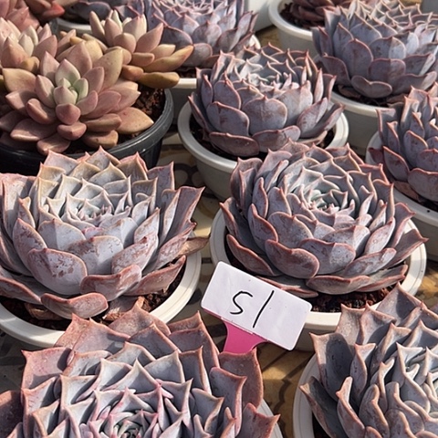 51.路西娜一个脱土多肉