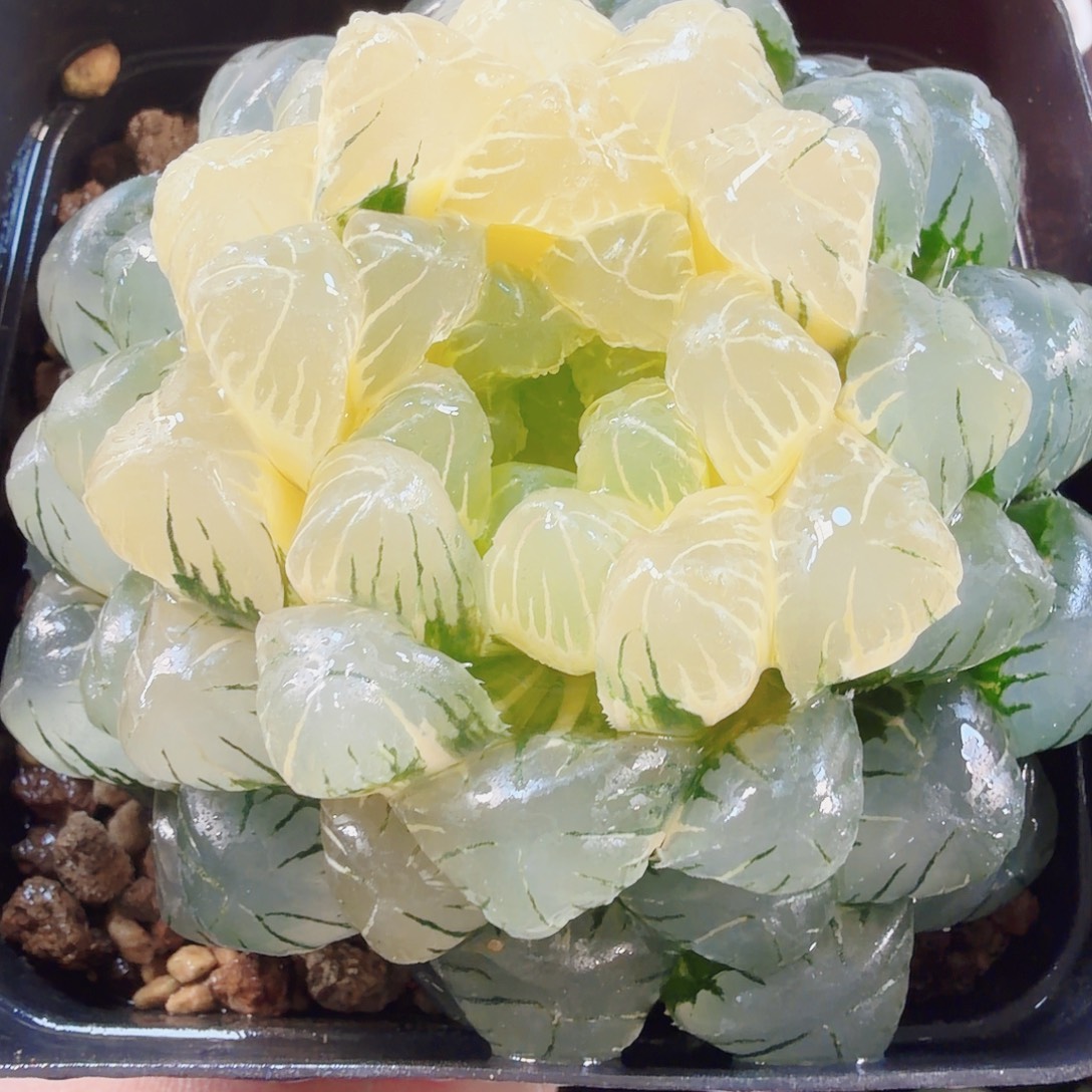 十二卷福利实生冰灯锦