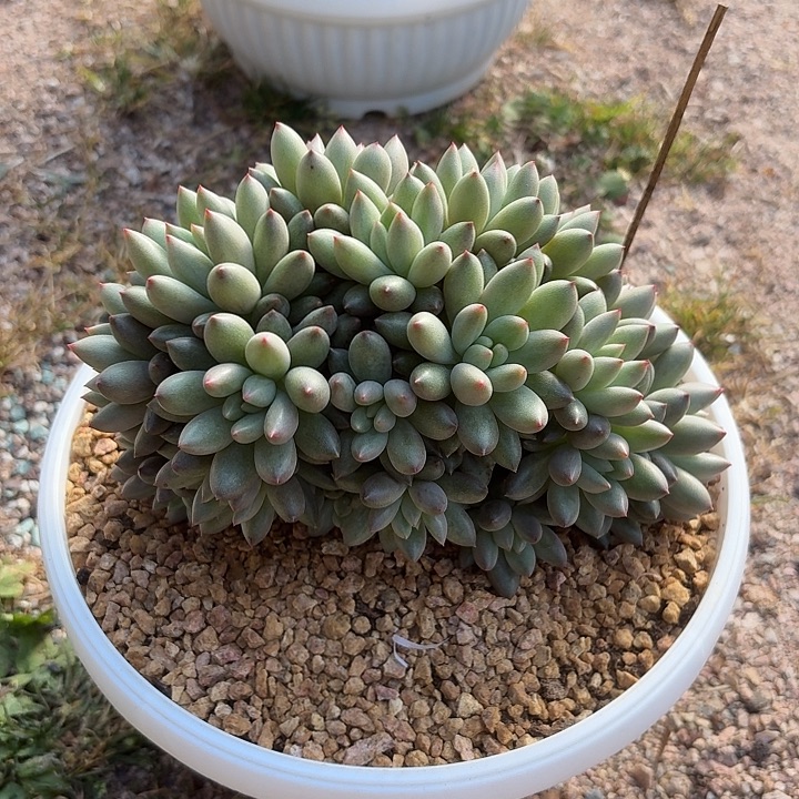 岩字小树造型多头