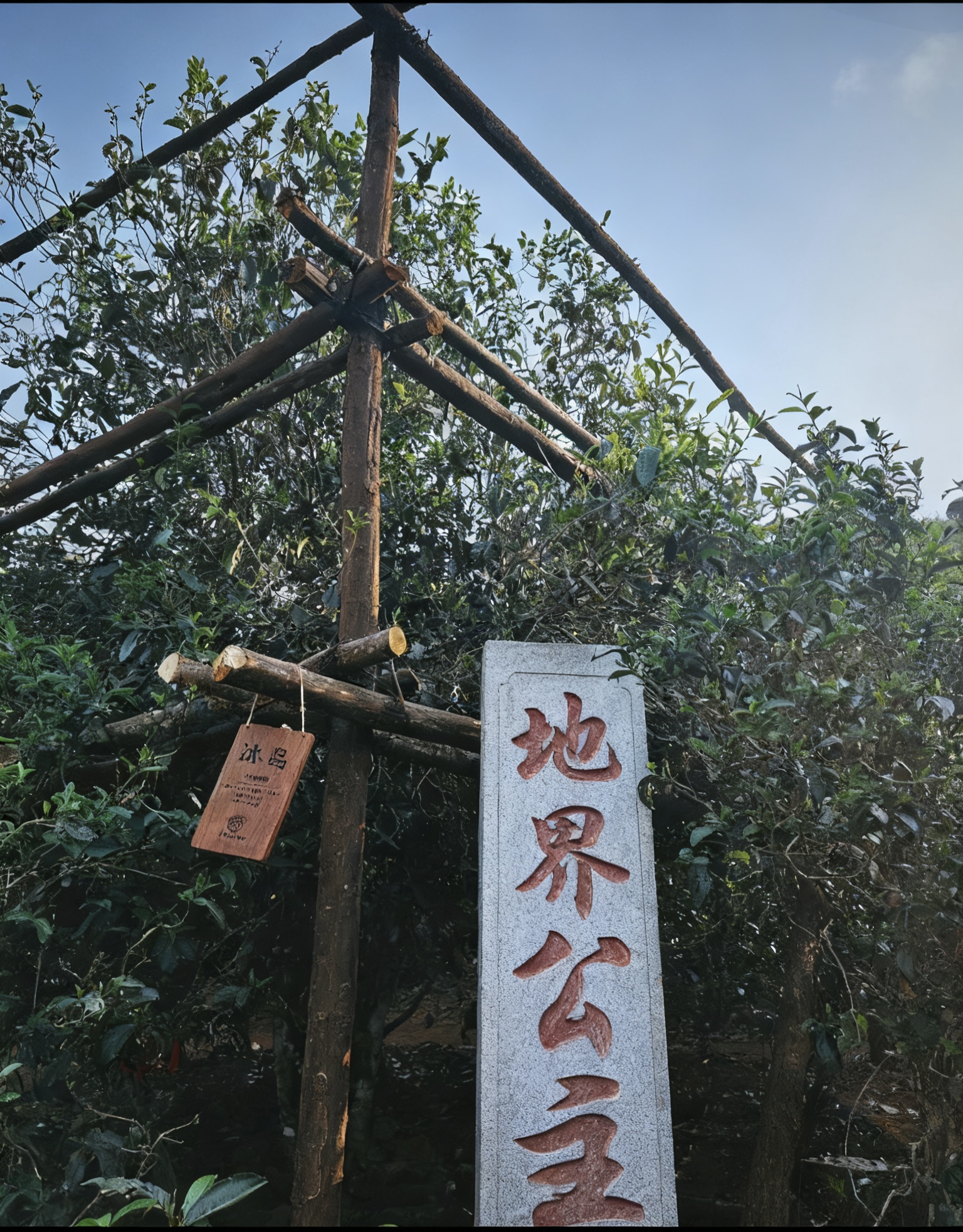 冰岛地界【公主树】700年单株！2025年头春头采！新号放漏！高浓冰糖甜