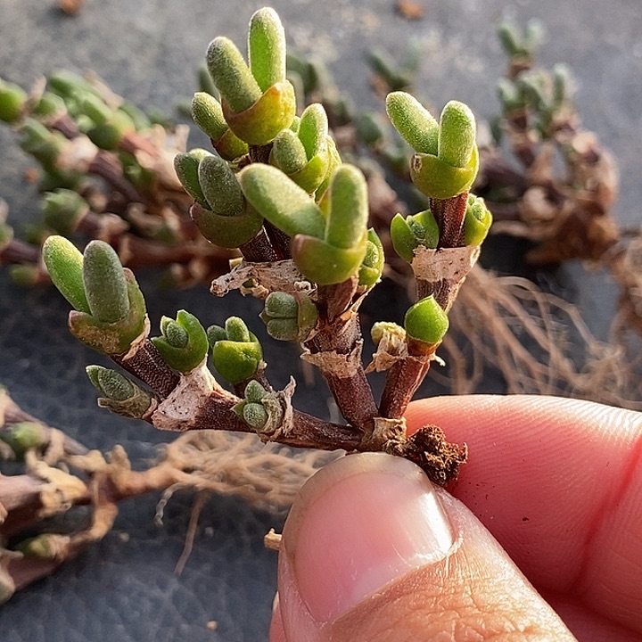 兔子群生老桩一颗      