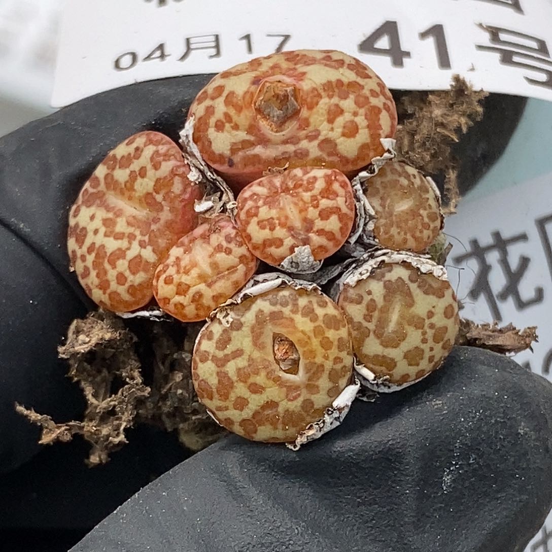 桃喜花园0417/41安贞福利