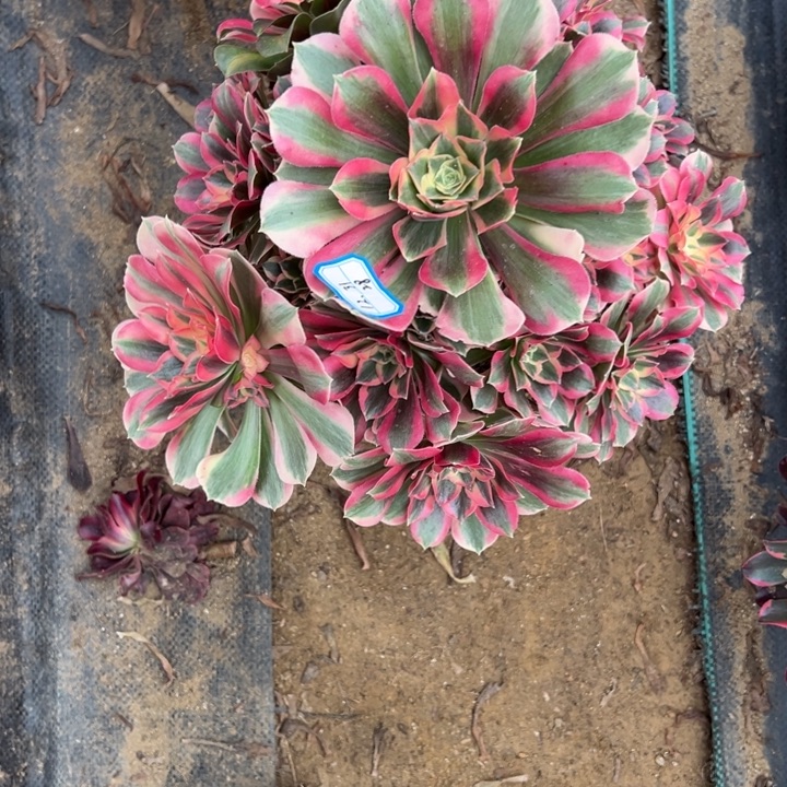 多肉植物七彩石不包损31-28
