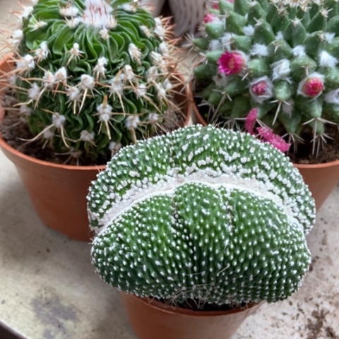 松露多了玉毛像仙人球25米