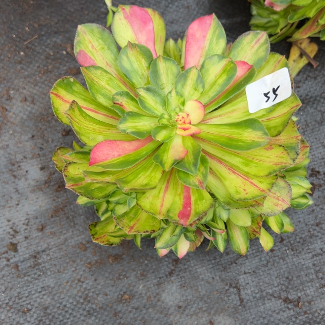 东***）55知否无根多肉嘻嘻嘻