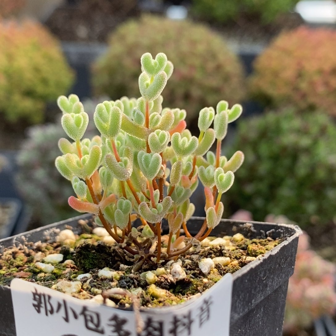 实生莱斯6131枝干番杏