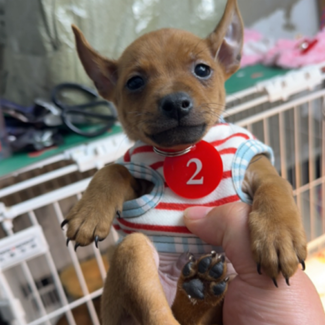 宠物狗吉娃娃小鹿犬泰迪比熊博美小型犬拍照用号牌标示牌