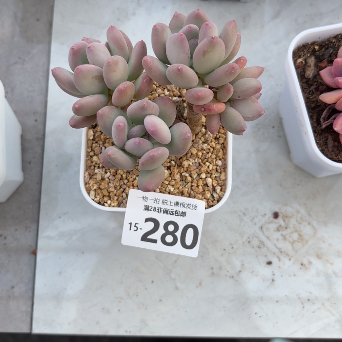 苹果奶不包整多肉多肉多肉