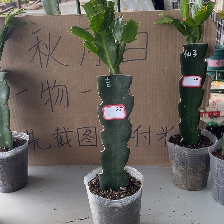 梦***.当前无花朵，栽培后可花朵桑吉塔