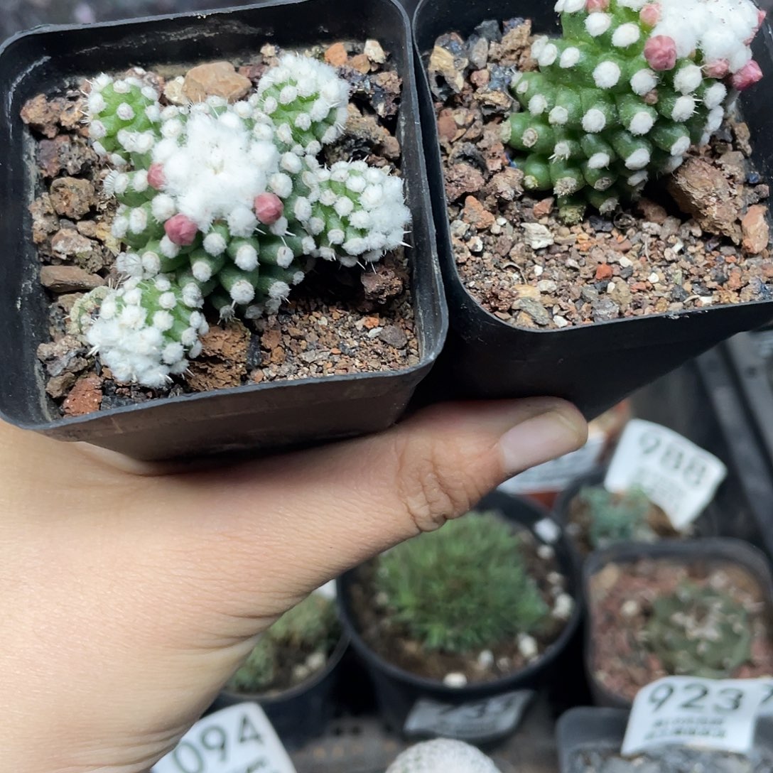 明日香姬2颗（满18元包邮）