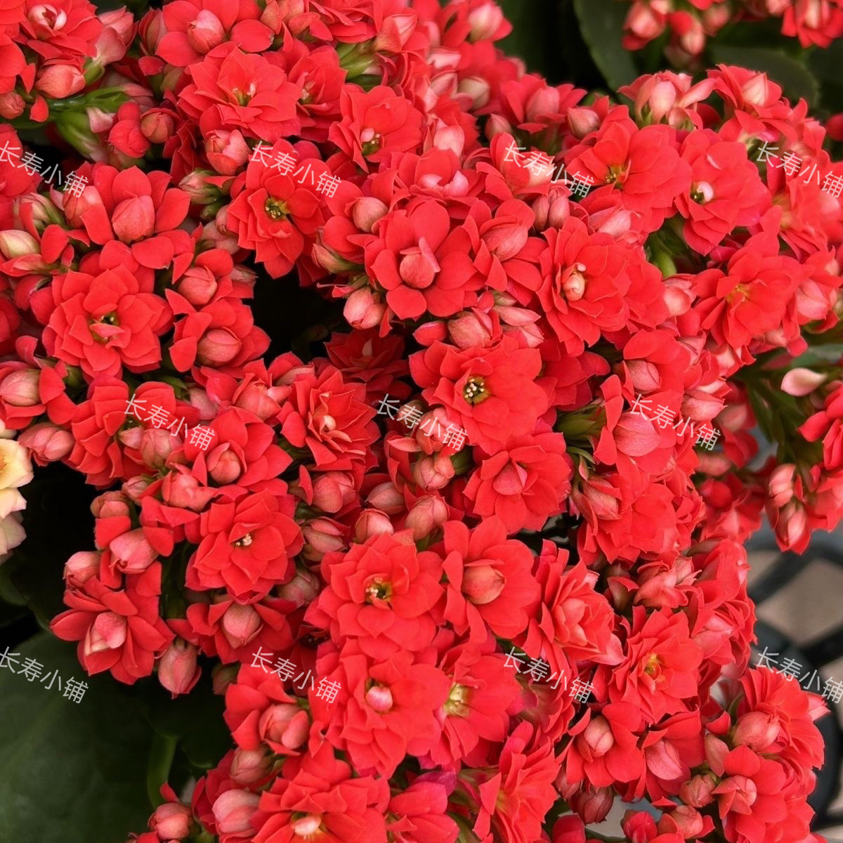 长寿玫瑰花型【车厘子】110盆