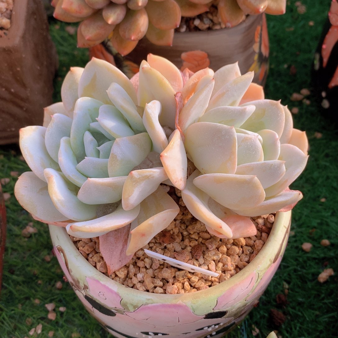 雪特12 公分一物一拍