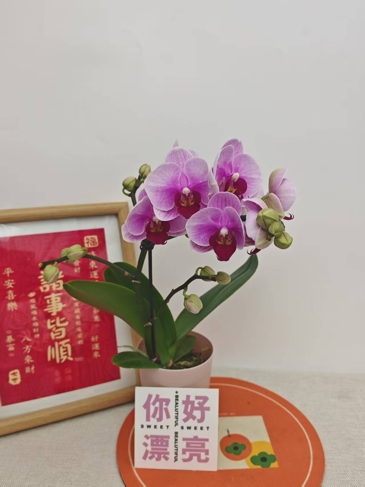 蝴蝶兰【宝贝】紫粉色系经典名兰室内绿植盆栽花期长适合送礼