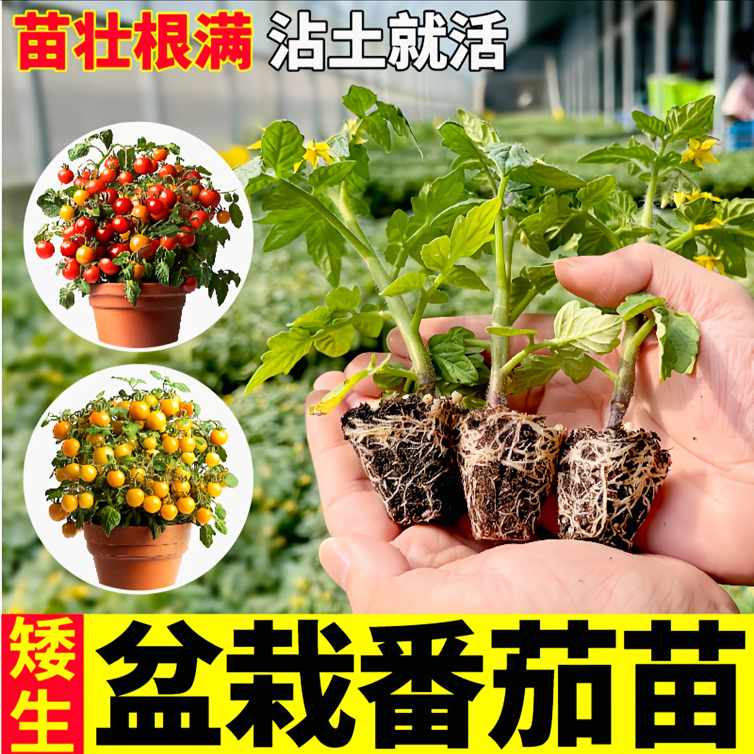矮生番茄苗带土秧苗红色黄色黑色圣女果小西红柿苗四季阳台盆栽