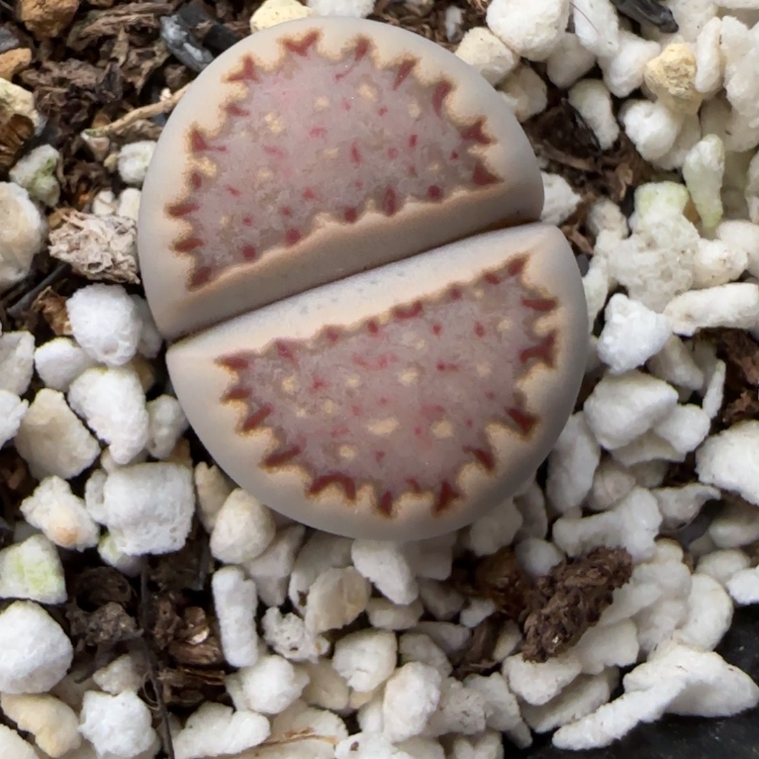 12.13.1621.013饼干.9129