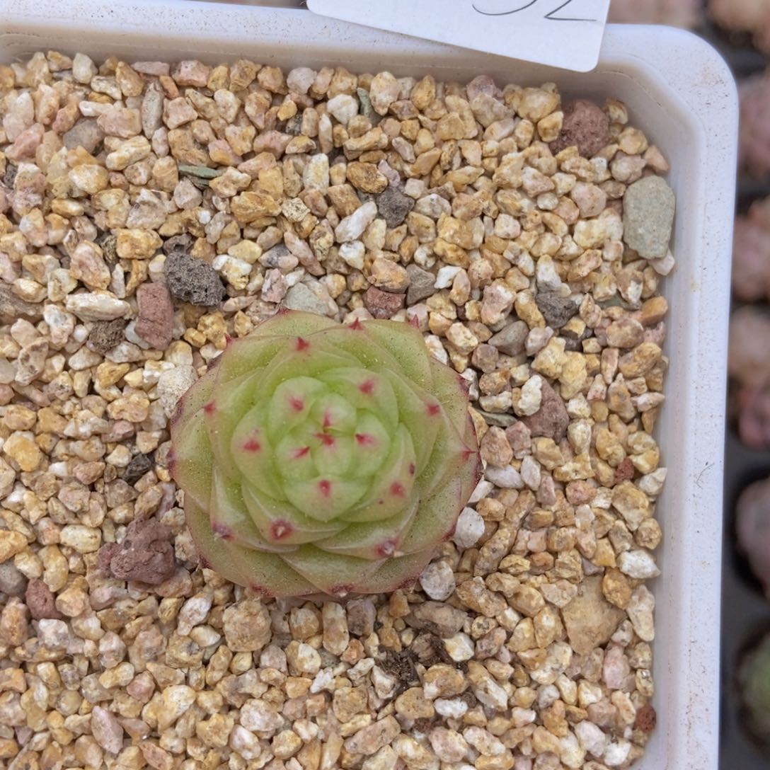 春泥家框拍链接B32