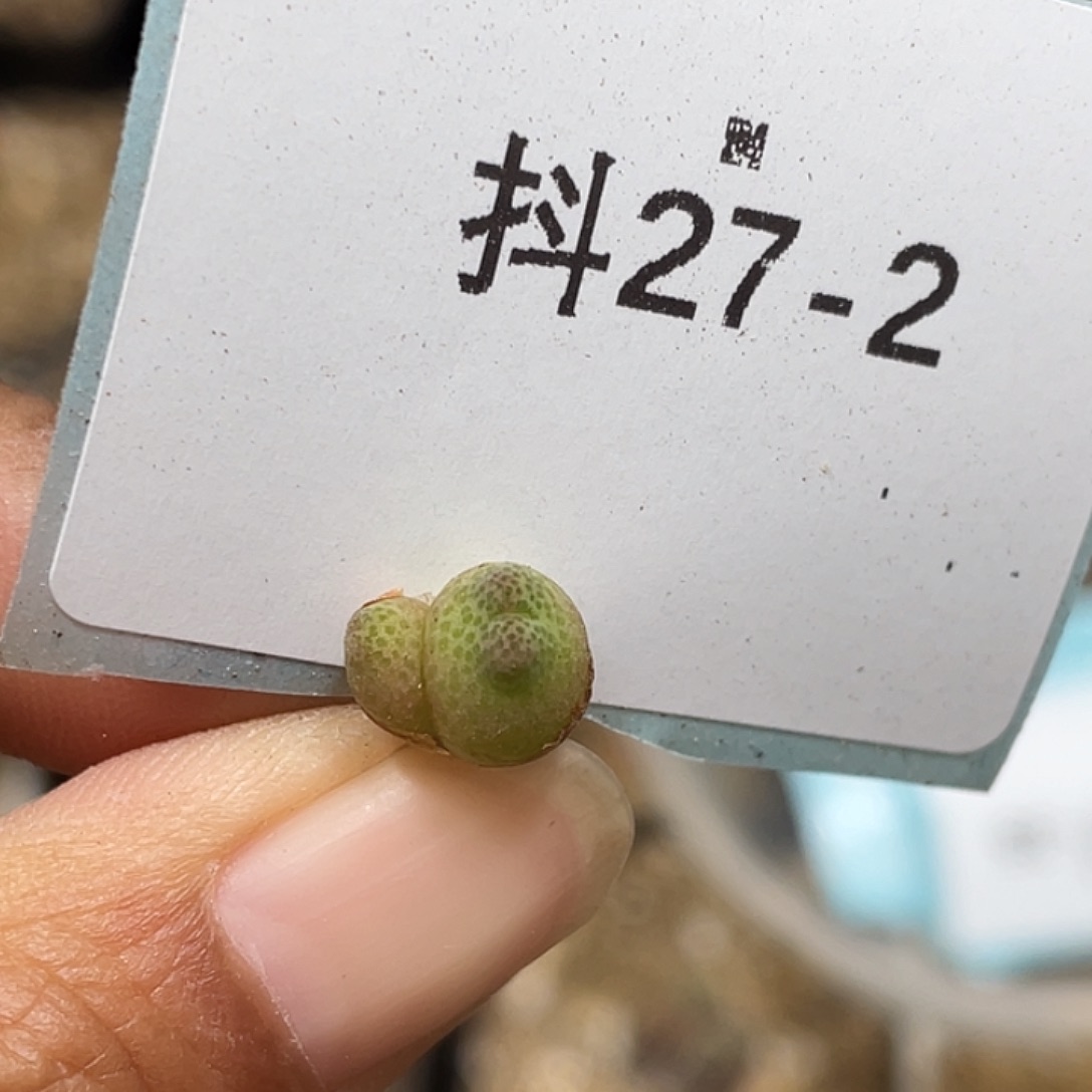 27-2斑马955d多肉植物
