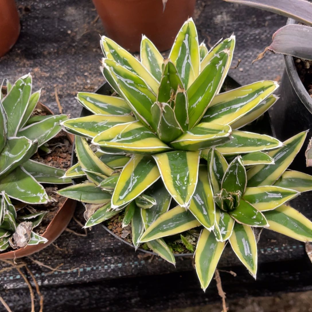 辉山锦龙舌兰系列