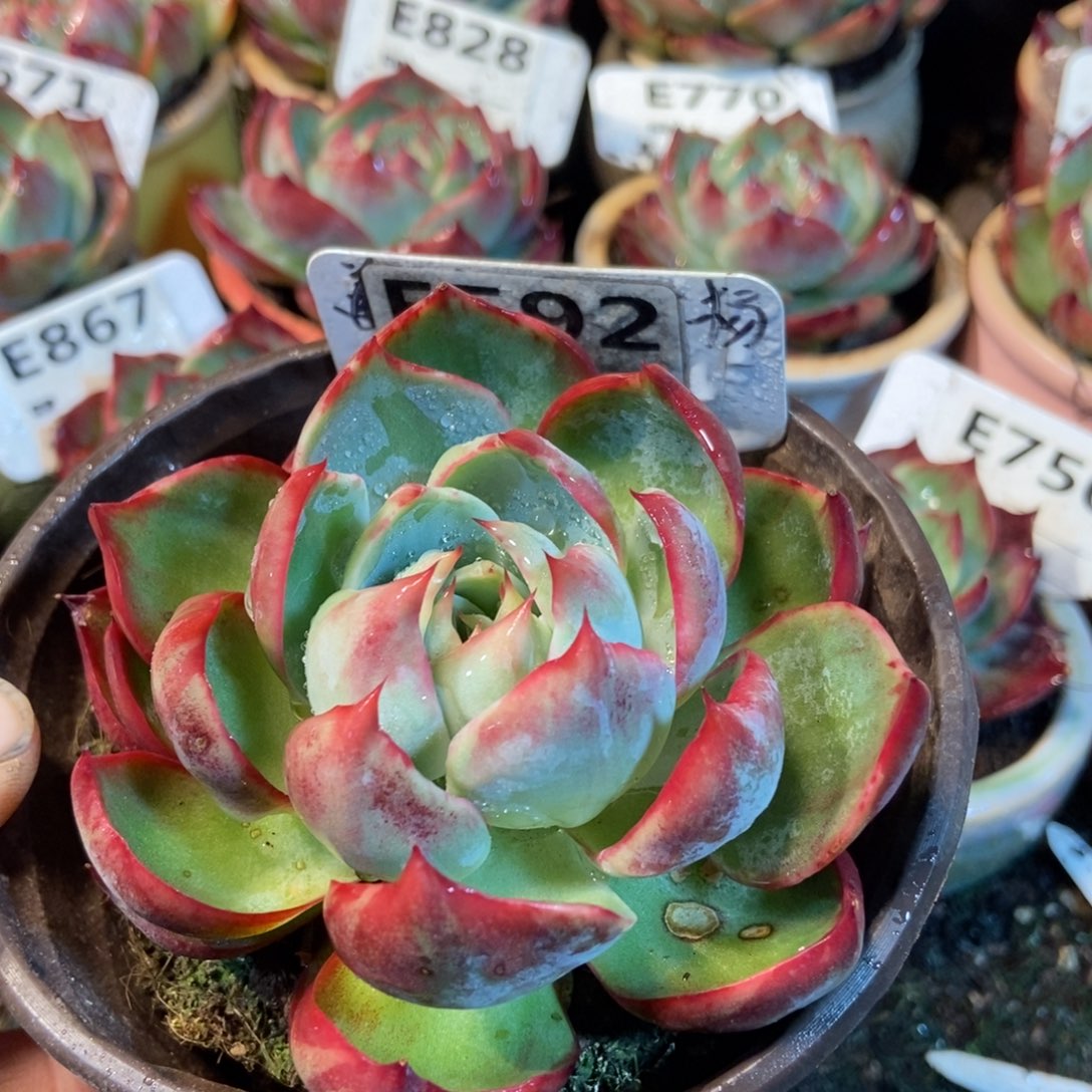 惊鸿一瞥592号有瑕疵