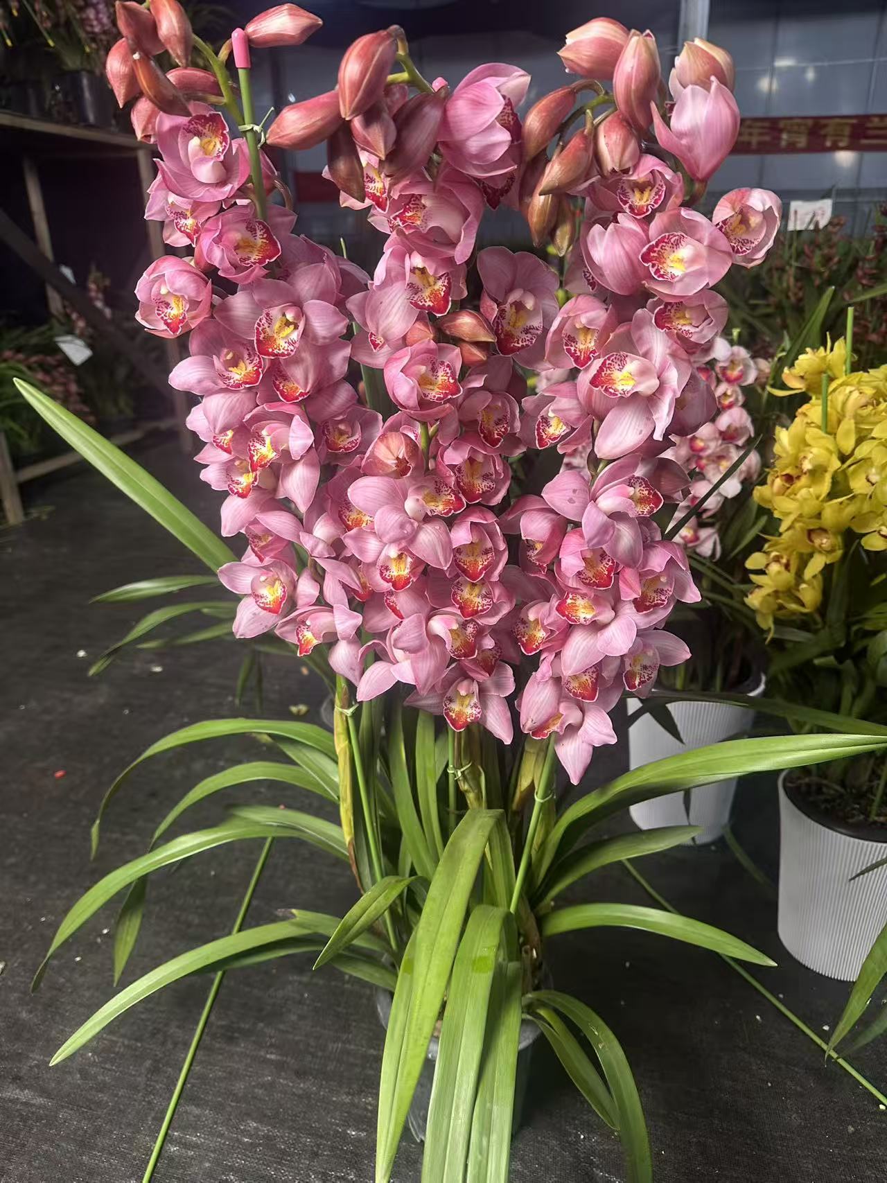 一盆花卉《粉美人》落地大花惠兰 客厅/阳台精品兰花