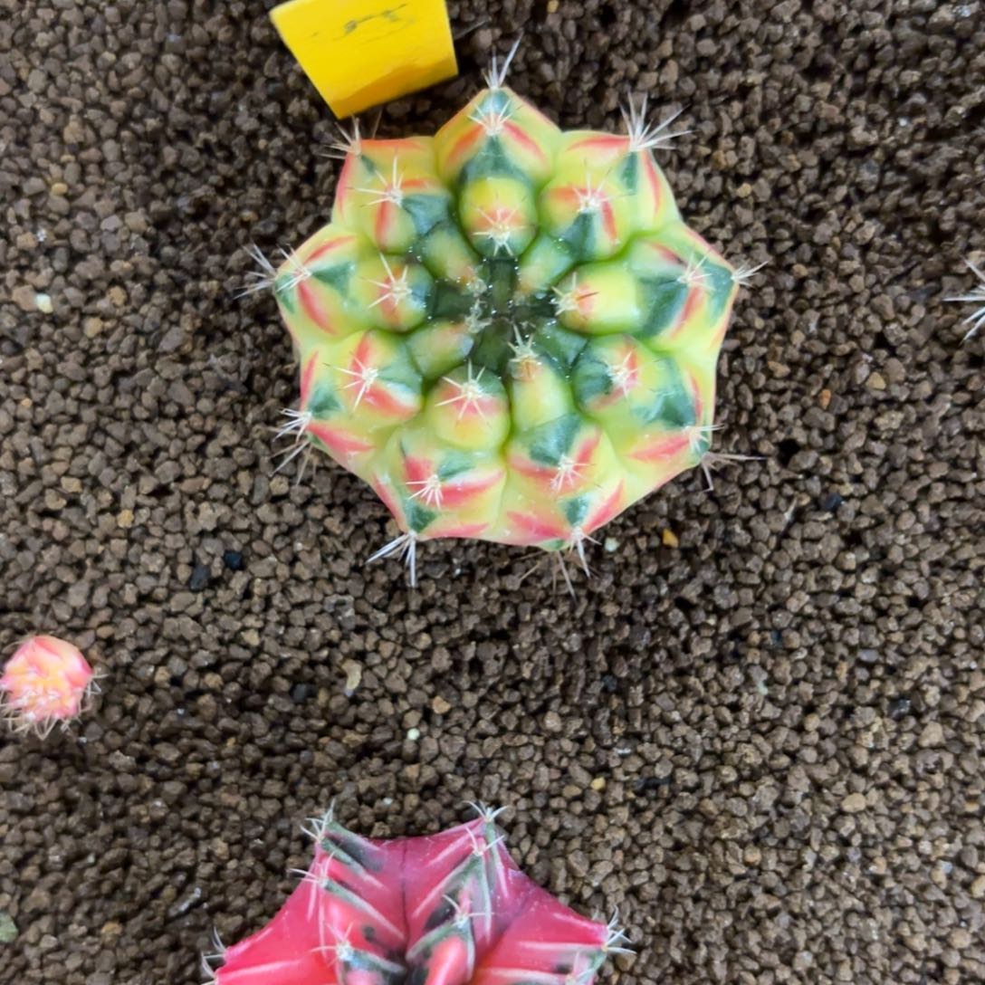 泰国米哈黄石706-1130