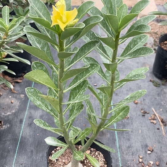 完全开放愿****单瓣699