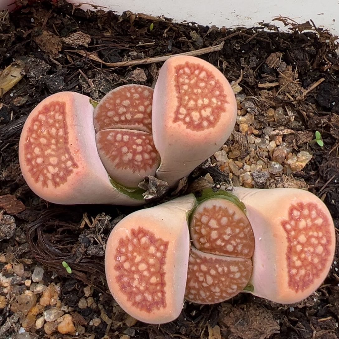 1.19好看的多肉758