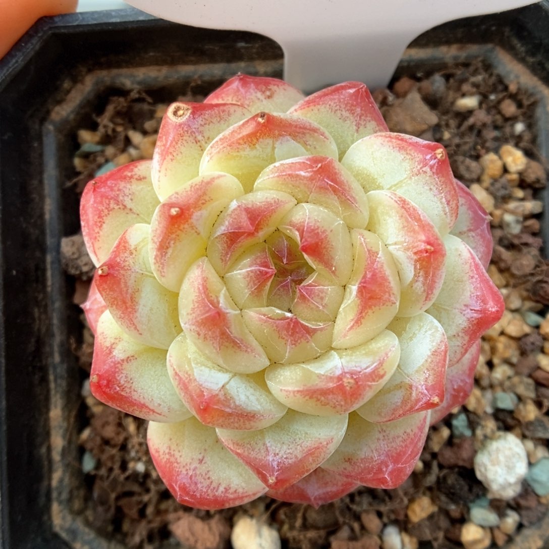 美心优选可拍518号。