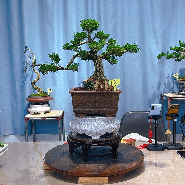 无花朵广东皱皮雀舌黄杨