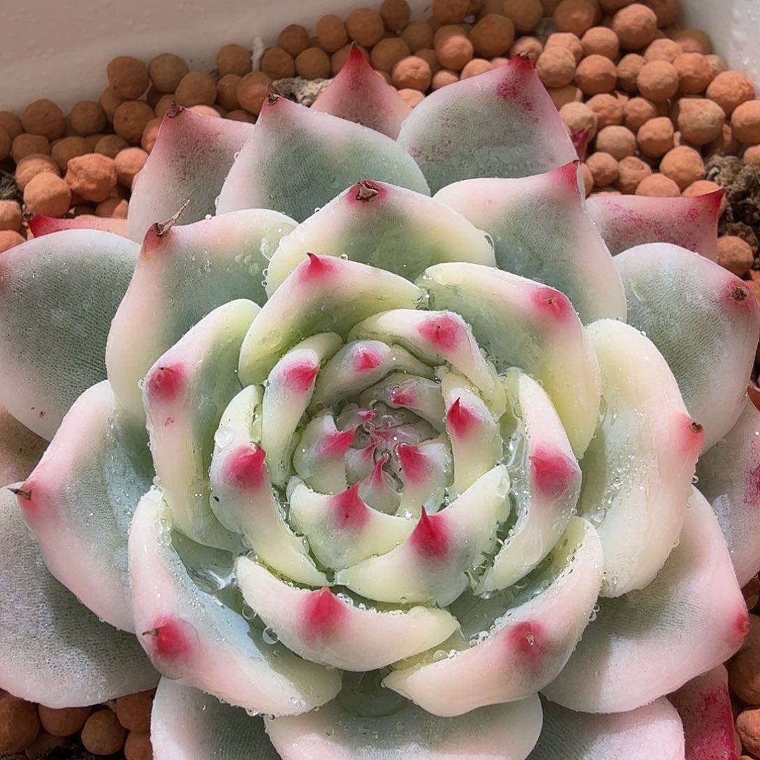 吉娃娃锦，多肉植物