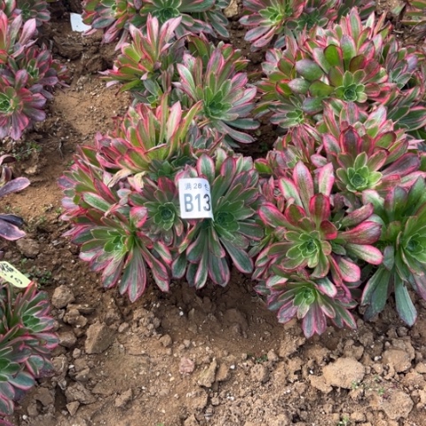 131安娜不包断枝