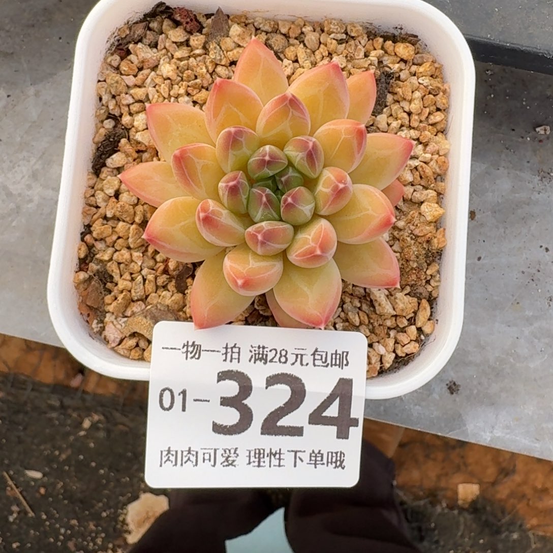 胖体青花瓷无盆土发货无盆