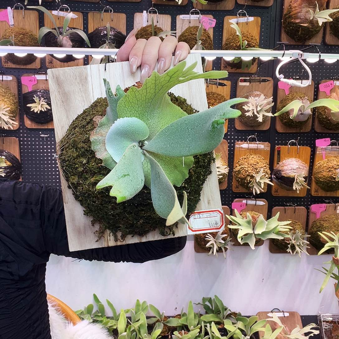 侏儒 tst x 侏儒银爪