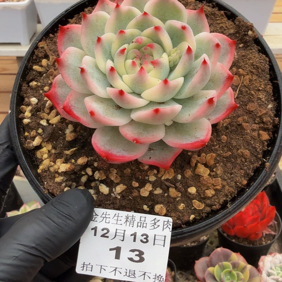 1213-12吉娃娃锦单头