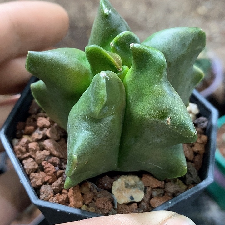 孤品实生角尤鸾凤玉福利5.5cm