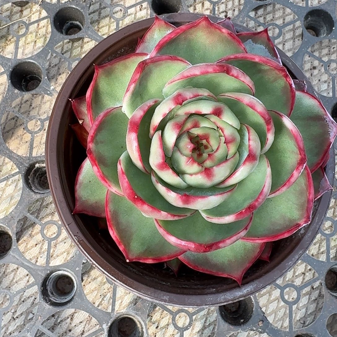 不过就是因为没有