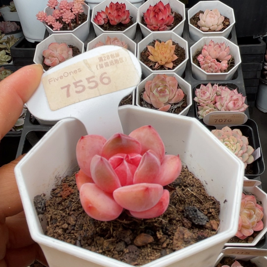 蜘蛛侠7556-3.5厘米