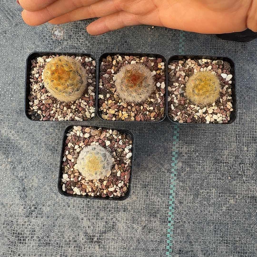 c***b15侧芽佛头嘉文丸四颗