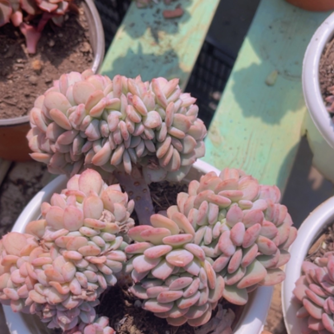 【闪购商品】玛瑙缀0385