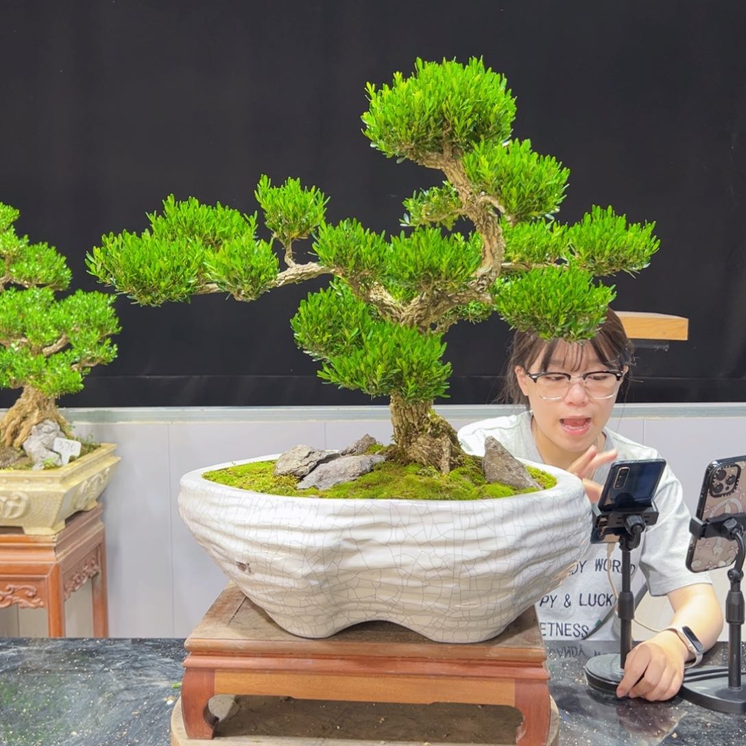 四季常青老桩黄杨盆景