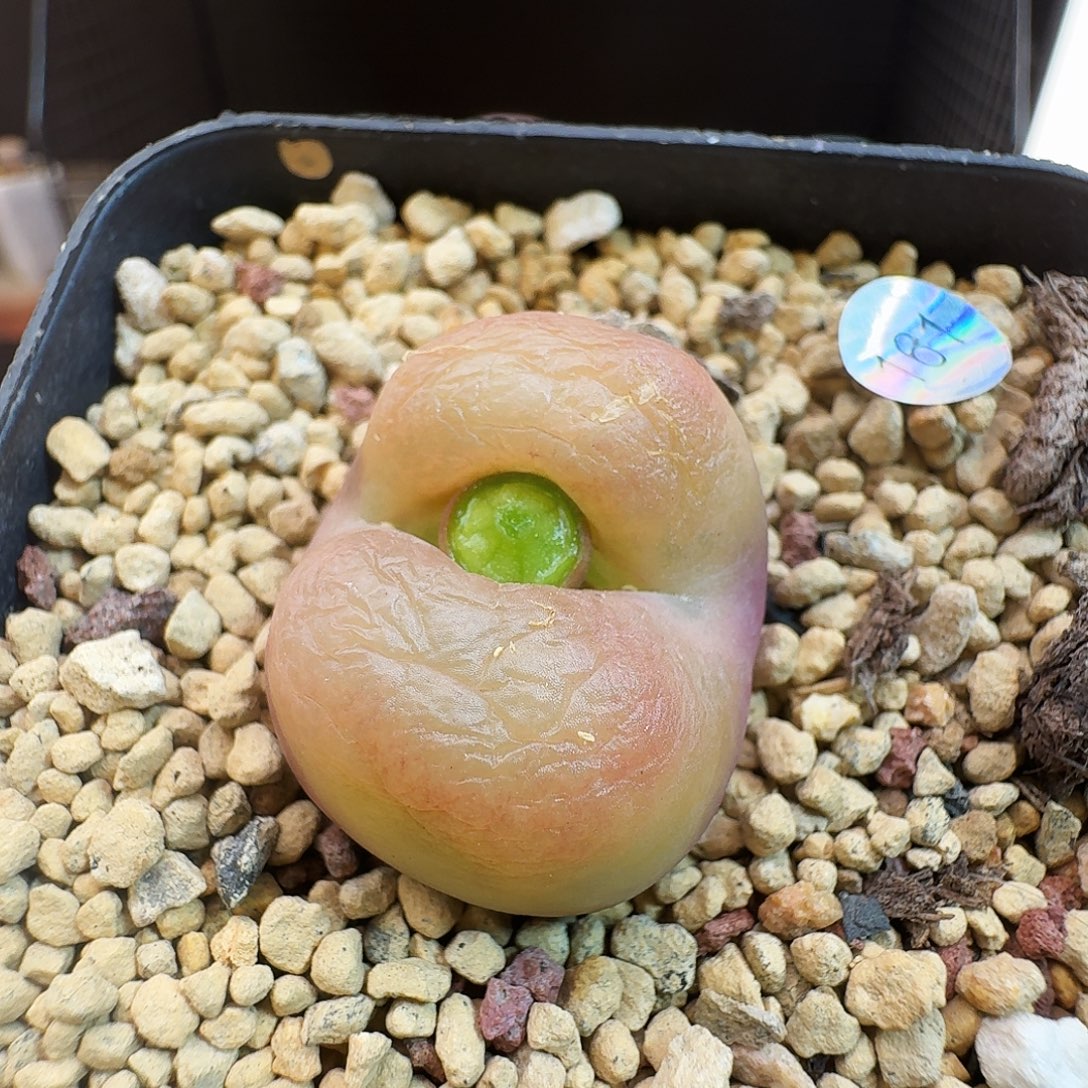 多肉植物福利肉锥161